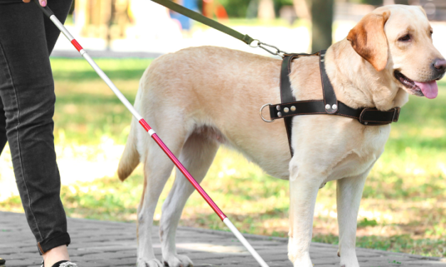 26 DE ABRIL: DÍA INTERNACIONAL DEL PERRO GUÍA